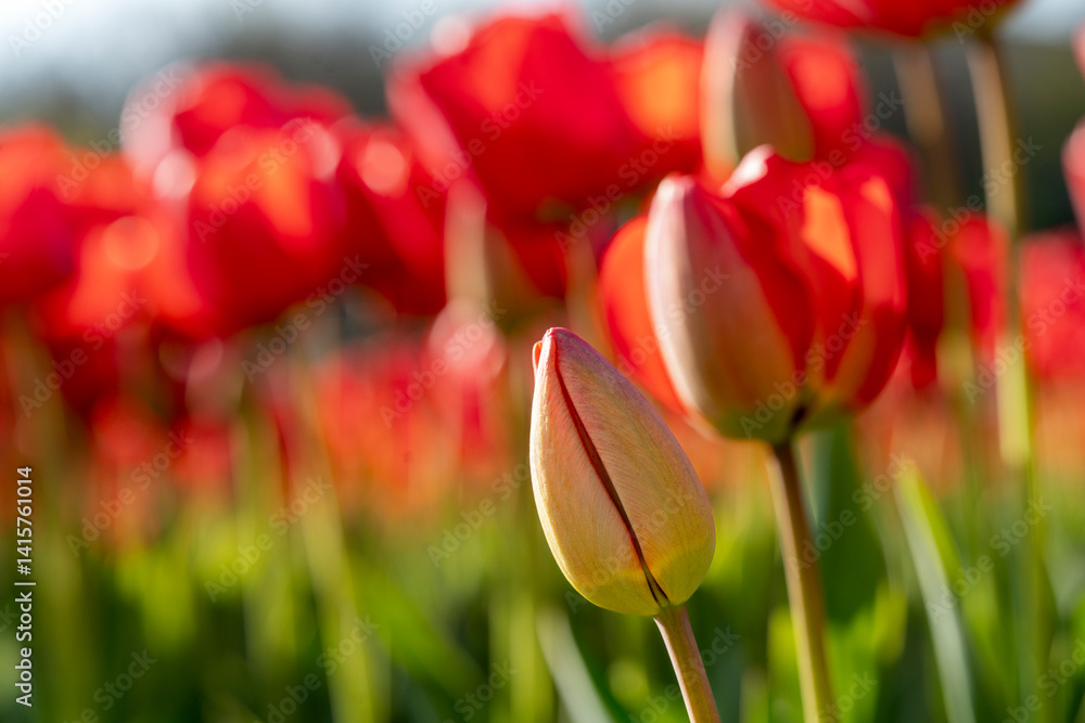 Beautiful spring garden. beautiful tulips garden with many blooming flowers.