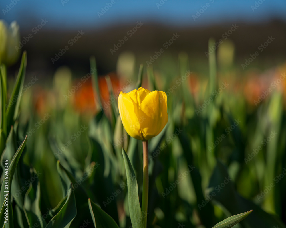 Beautiful spring garden. beautiful tulips garden with many blooming flowers.