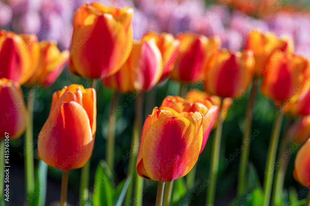 Beautiful spring garden. beautiful tulips garden with many blooming flowers.