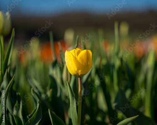 Obraz na płótnie Beautiful spring garden. beautiful tulips garden with many blooming flowers. w salonie