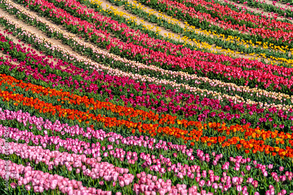 Beautiful spring garden. beautiful tulips garden with many blooming flowers.