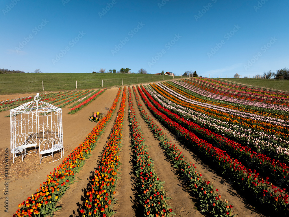 Beautiful spring garden. beautiful tulips garden with many blooming flowers.