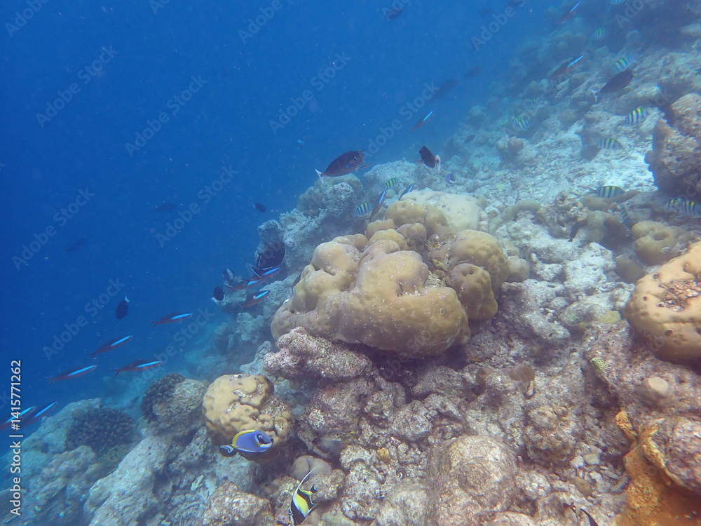 Fototapeta premium coral reef on the maldives
