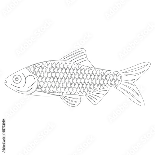  Puntius ticto vector art illustration artbook design