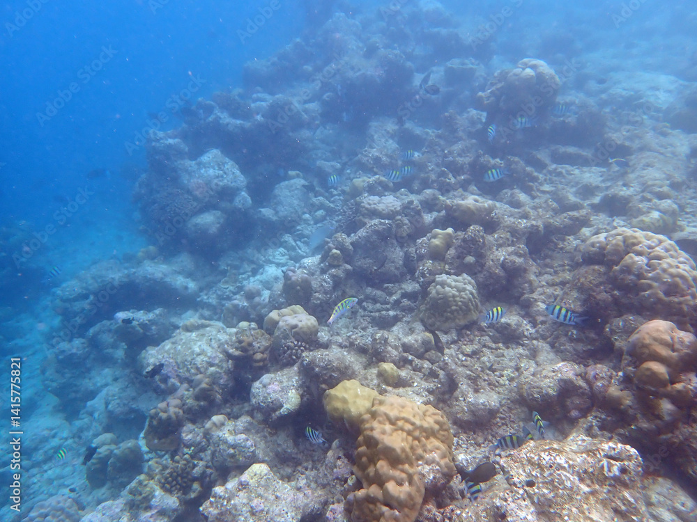 Fototapeta premium coral reef on the maldives