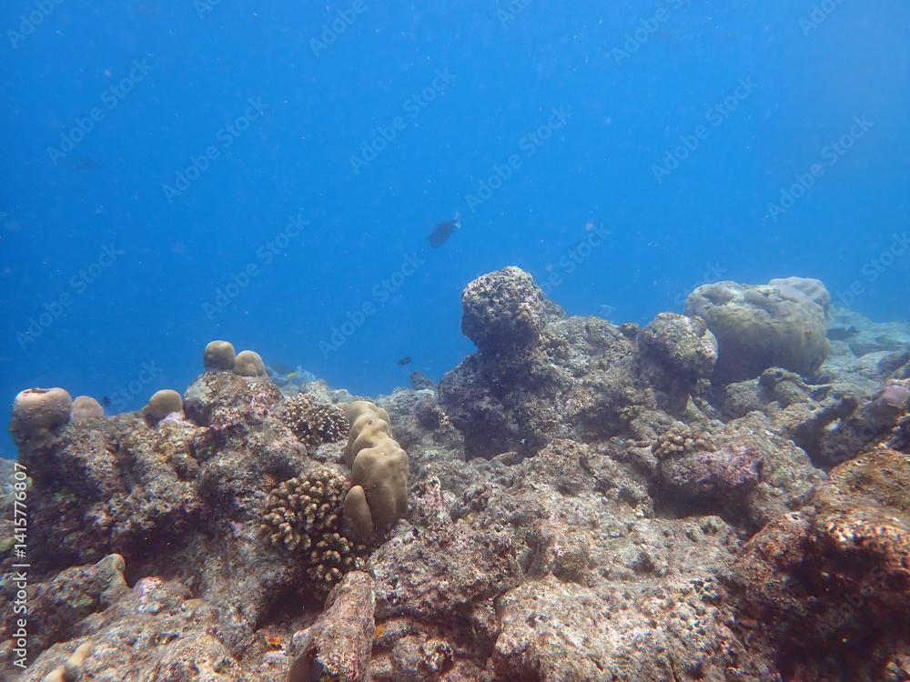 Fototapeta premium coral reef on the maldives