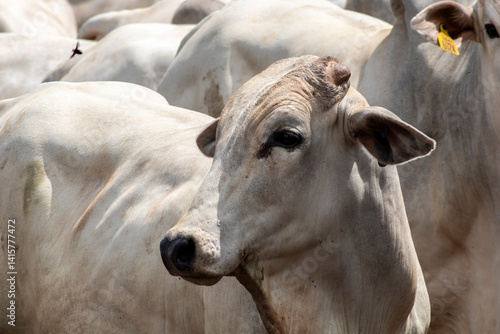 Herd of Nelore cattle grazing in a pasture on the brazilian ranch