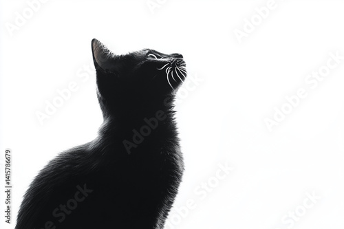 black cat isolated on white