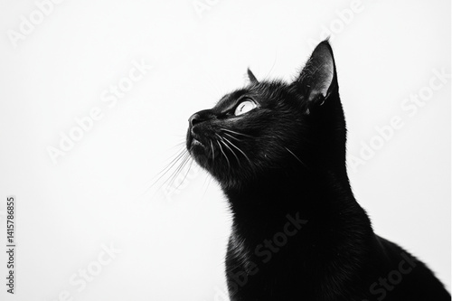 black cat isolated on white,.