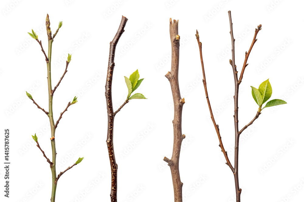 Fototapeta premium Tree Branches with New Leaves