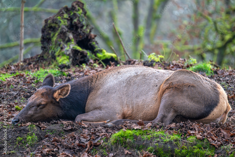 Resting Female Elk or Wapiti (Cervus canadensis)