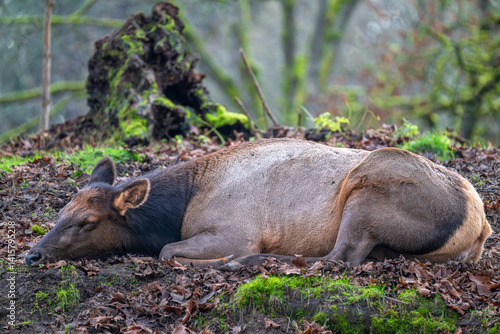 Obraz na płótnie Resting Female Elk or Wapiti (Cervus canadensis) w salonie