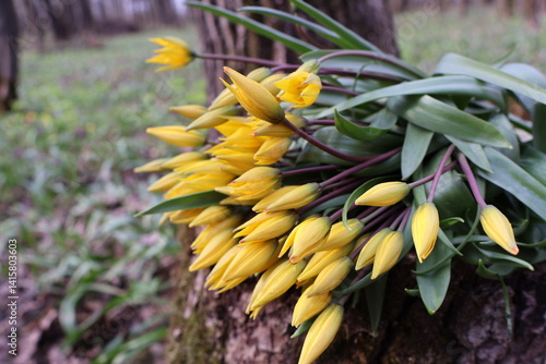 bouquet of tulips