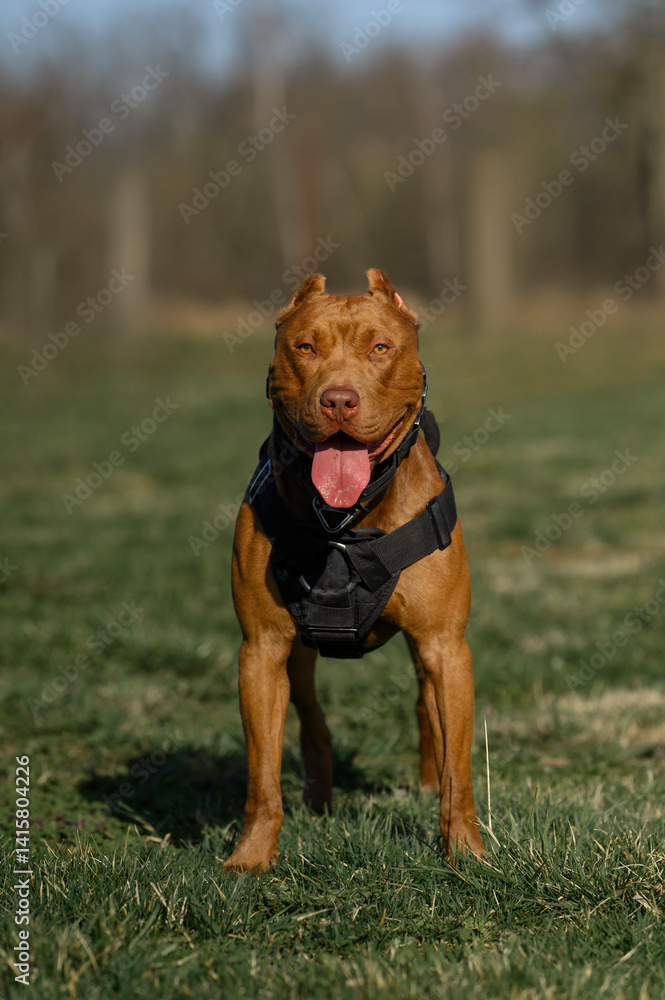 large portrait dog staffordshire terrier pitbull outdoors playing on grass large portrait dog staffordshire terrier pitbull outdoors playing on grass
