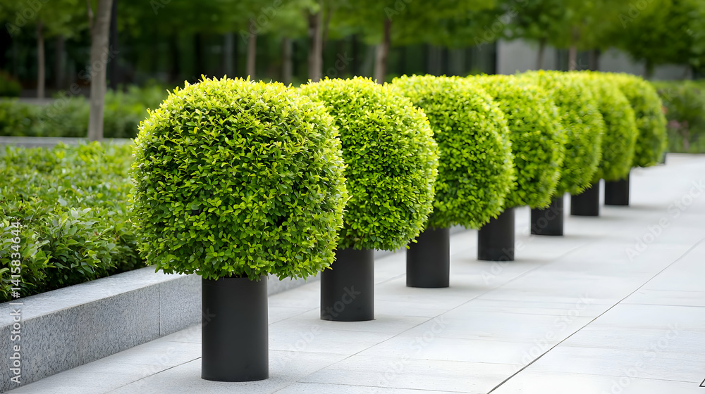 Row Of Square Shaped Green Trees With Grey Concrete Path