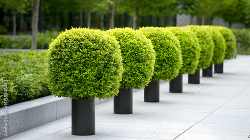 Obraz na płótnie Row Of Square Shaped Green Trees With Grey Concrete Path w salonie
