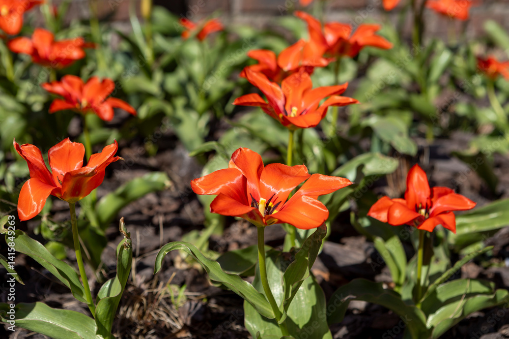 close-up of blooming red tulips