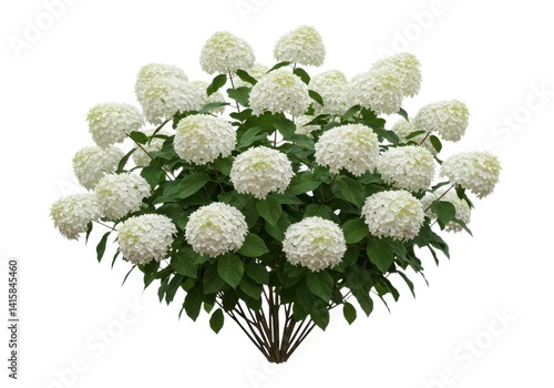Hydrangea paniculata limelight flower plant white bloom bush isolated on white background