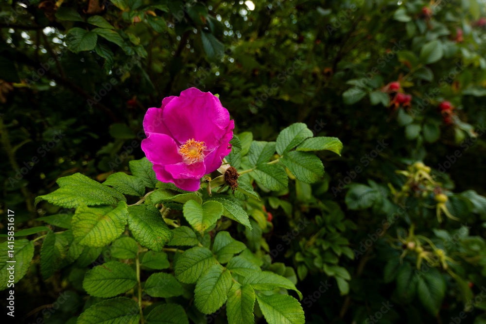 A vibrant pink flower stands out amongst a lush field of green foliage