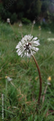 Wallpaper Mural dandelion seed head Torontodigital.ca