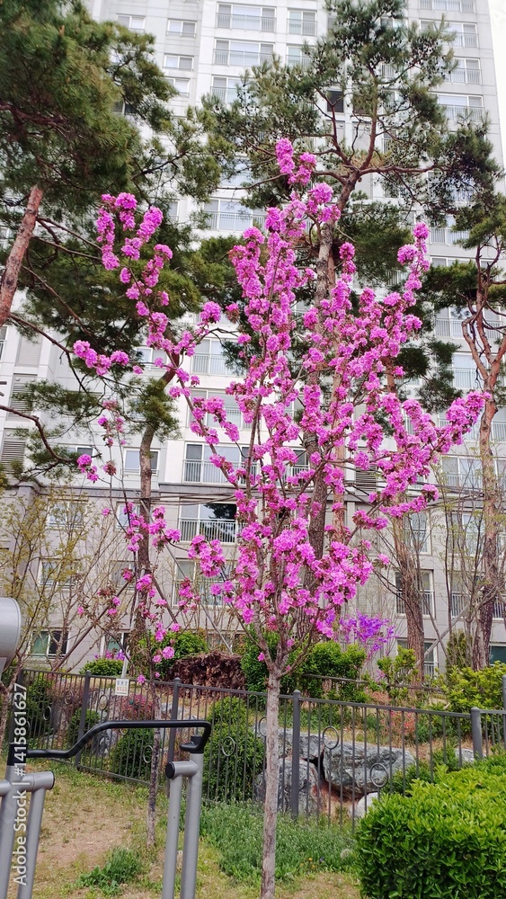 flowers
