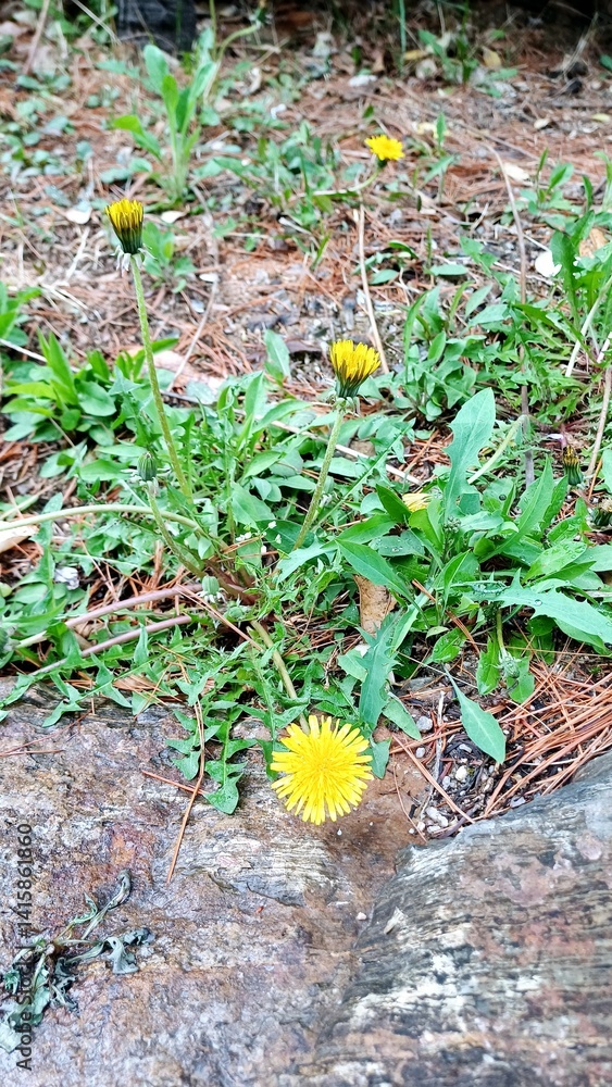 dandelion