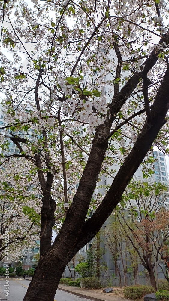 Trees and cherry blossoms