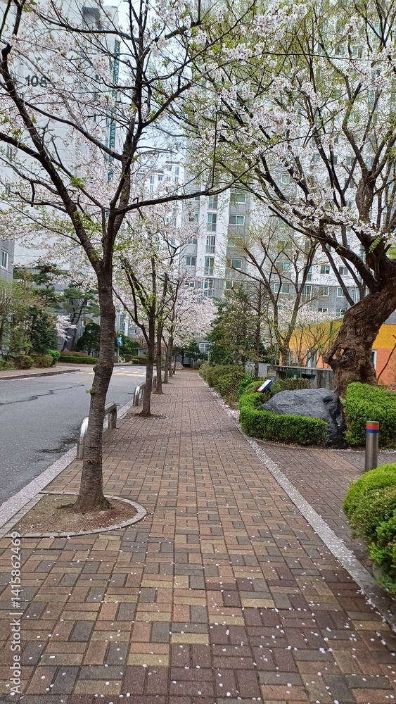Trees and cherry blossoms