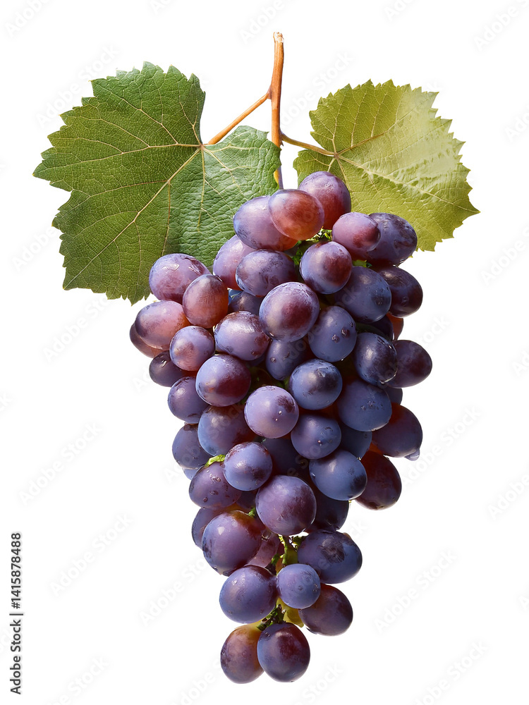 Fototapeta premium Bunch of grapes