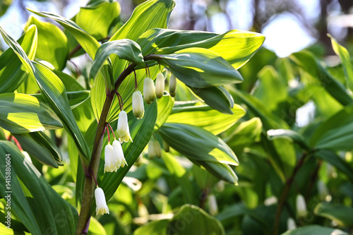 Solomon's Seal blooming in the spring, delicate flowers