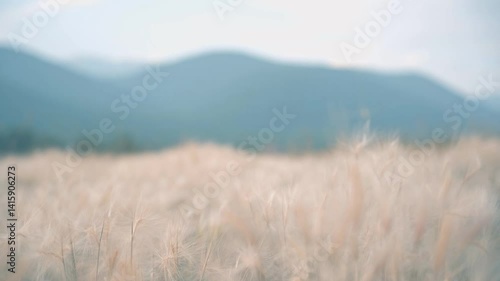Scenic field of tall grass with mountains in the background