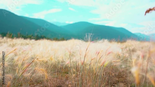 Scenic field of tall grass with mountains in the background