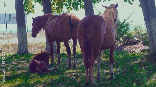 Horses resting under trees in a rural setting
