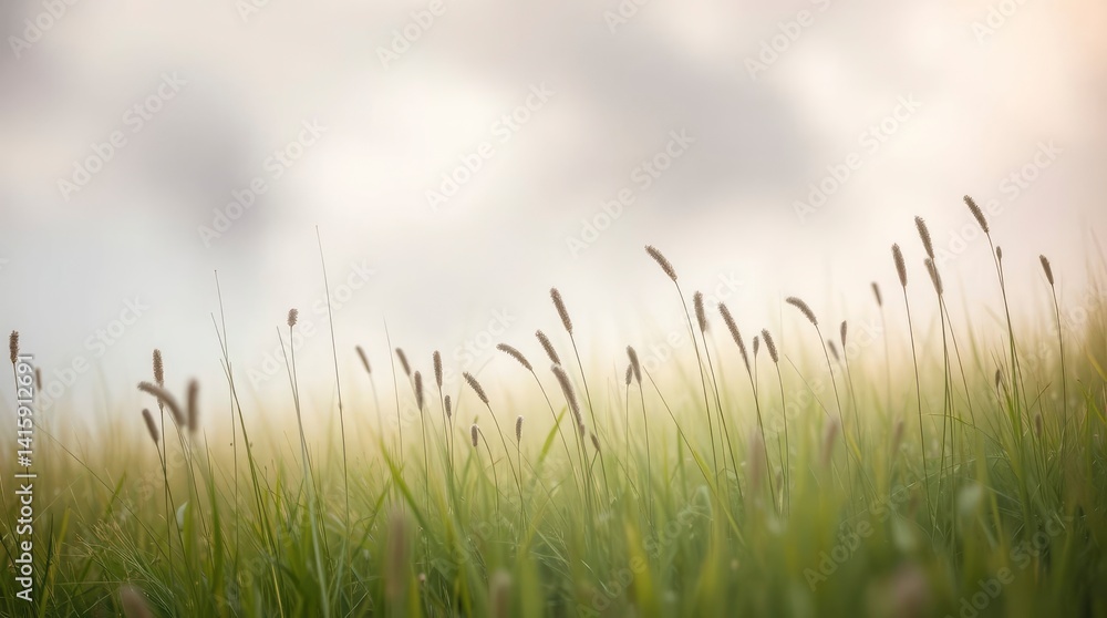 Fototapeta premium Serene Grasslands: A Soft, Dreamy Meadow Scene