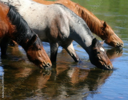 Wild Horses Drinking in River 