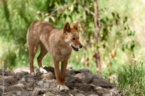 A dingo dog (Canis familiaris dingo) in the bushes in  Australia.