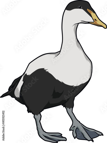 Naturgetreue Darstellung der Eiderente mit braun-weißem Gefieder in Profilansicht.
