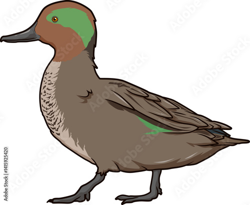 Detailreiche Illustration einer männlichen Krickente – natürlicher Wasservogel in authentischer Pose.
