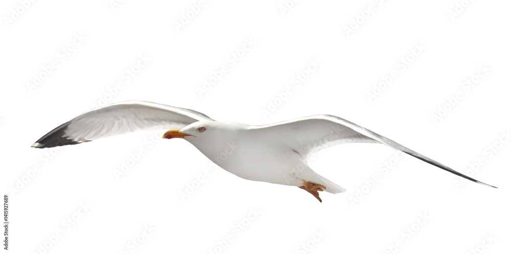 Obraz premium Yellow-legged gull in flight, Larus michahellis, isolated on white, clipping path