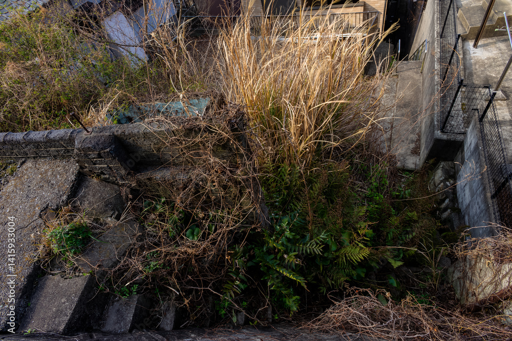 Obraz premium 草茂る過疎の街角20250226