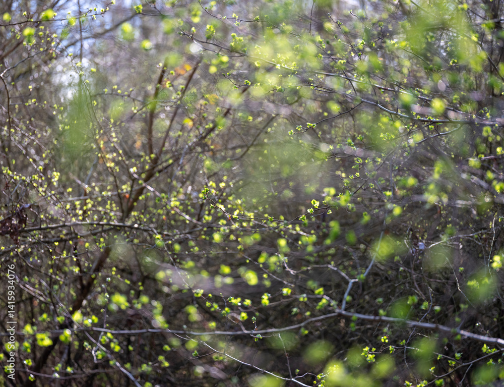 Fototapeta premium first spring leaves in dutch forest