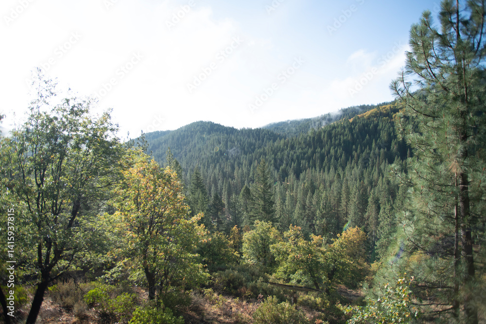 trees in a valley trees in a valley