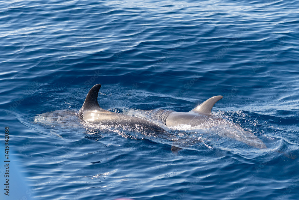 Obraz premium Watching flock of dolfins and whales from touristic boat, south of Tenerife island, Canary, Spain, wildlife seascape