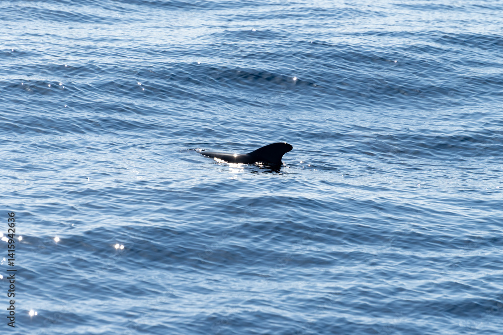 Fototapeta premium Watching flock of dolfins and whales from touristic boat, south of Tenerife island, Canary, Spain, wildlife seascape