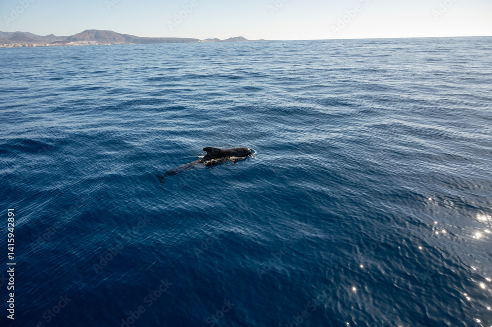 Naklejka premium Watching flock of dolfins and whales from touristic boat, south of Tenerife island, Canary, Spain, wildlife seascape