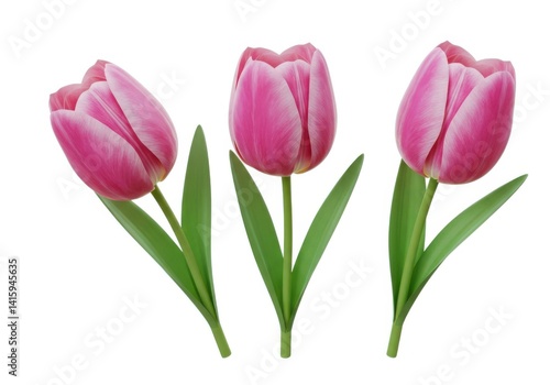 Wallpaper Mural Pink tulip flowers isolated on white background Torontodigital.ca