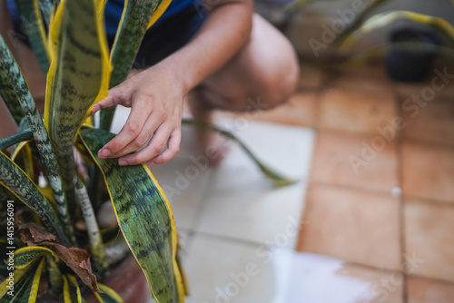 Gardener checking snake plant leaves for pests and diseases