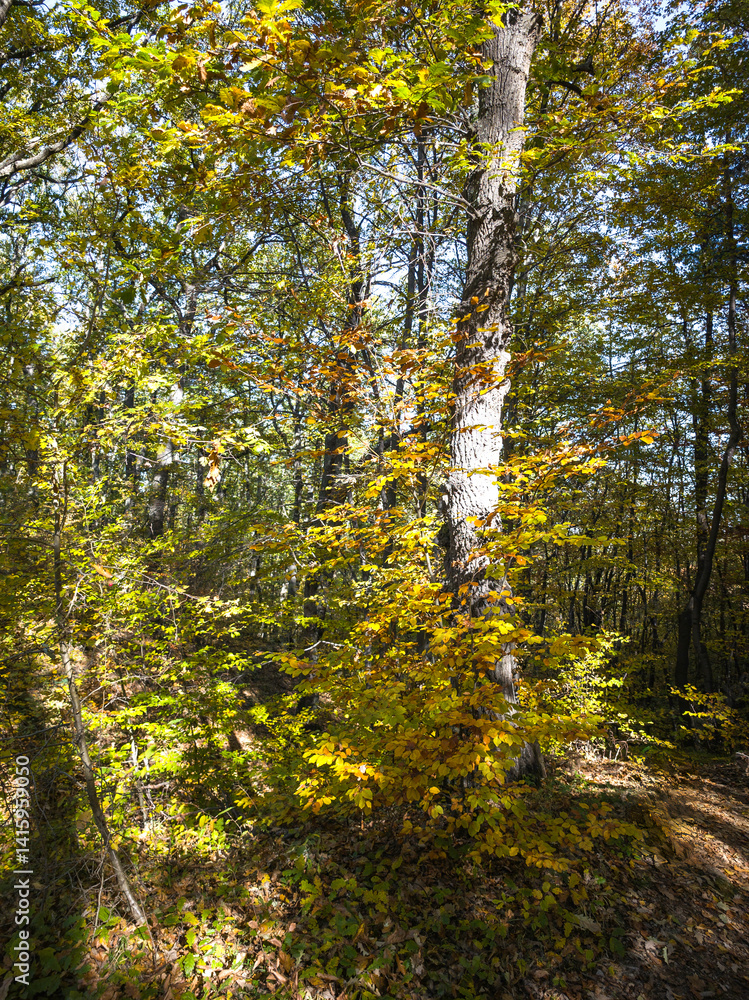Autumn view of Plana Mountain, Sofia region, Bulgaria