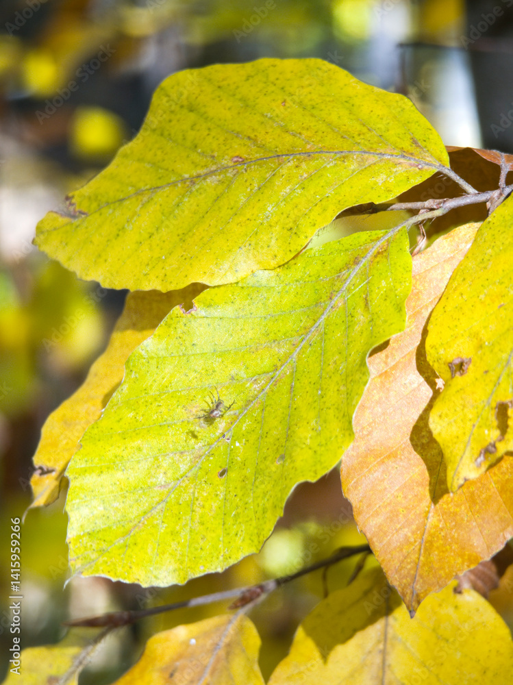 Autumn view of Plana Mountain, Sofia region, Bulgaria