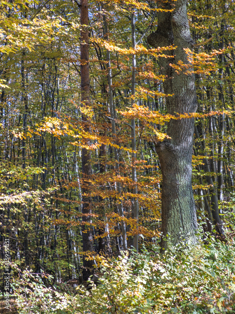Autumn view of Plana Mountain, Sofia region, Bulgaria